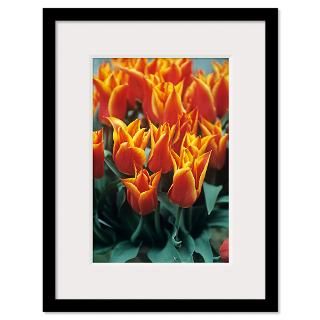 Tulips (Tulipa Royal Design)