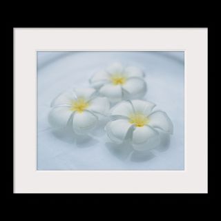 National Geographic Art Store  2012_01_10 019  Plumeria Blossoms