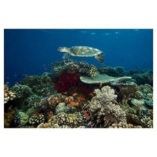 Hawksbill turtle glides over the pristine reefs in Poster