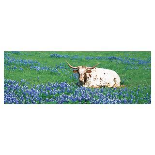 Texas Longhorn cow sitting on a field, Hill County Poster