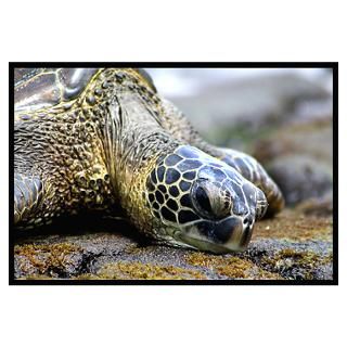 Wall Art  Posters  Sea Turtle Poster