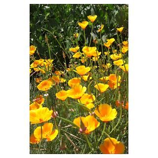 Wall Art  Posters  Field of Poppies Poster