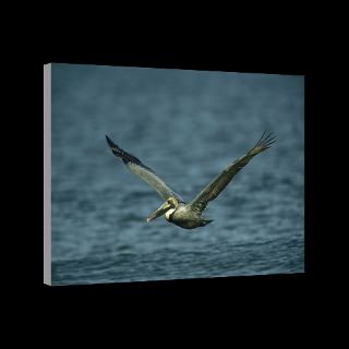 Brown Pelican, Sanibel Island, Florida  National Geographic Art Store