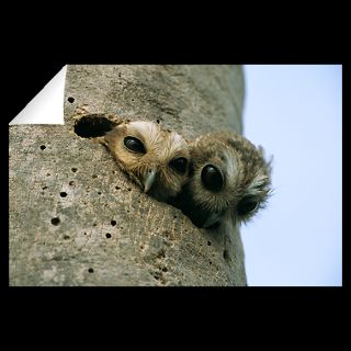 Cuban Screech Owls, Zapata National Park, Cuba  National Geographic