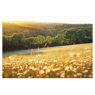 Wall Art  Posters  Rural Wildflower Meadow in