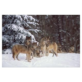Wall Art  Posters  Pack of gray wolves in snow