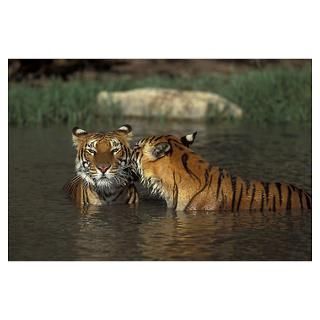 Wall Art  Posters  PAIR OF BENGAL TIGERS IN WATER