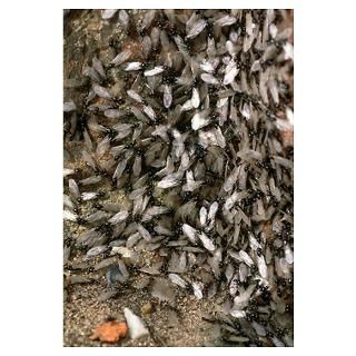 Wall Art  Posters  Winged black ants Poster