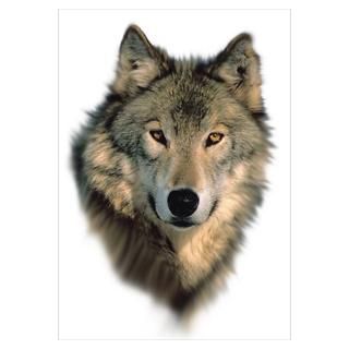 Wall Art  Posters  Wolf Stare Poster
