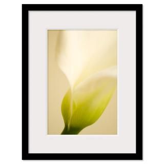 Calla Lily Framed Prints  Calla Lily Framed Posters