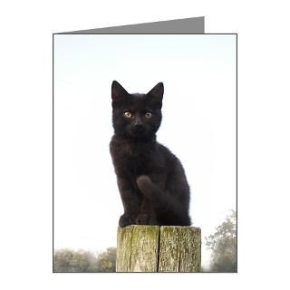 Gifts  Animal Note Cards  Black Kitty Note Cards (Pk of 20