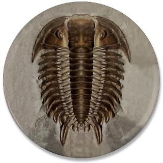 Art Gifts  Art Buttons  Trilobite Fossil 3.5 Button