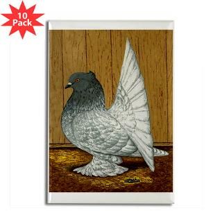 Indian Fantail Pigeon  Diane Jacky On Line Catalog