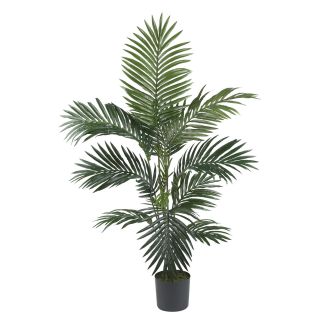 Kentia Silk Palm Tree