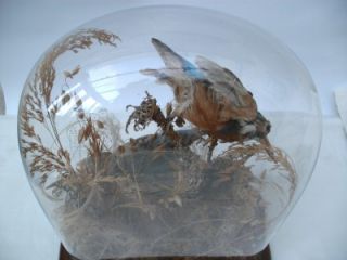 Antique Victorian Taxidermy of Two KINGFISHER Birds {male & female