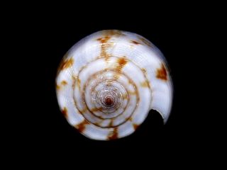 anemone f remo origin vic aust author lamarck 1810 size 37mm grade f3