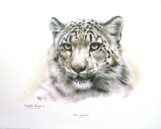 Charles Frace Wildlife Litho Snow Leopard Signed
