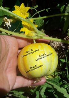 Lemon Cucumber 50 Seeds Heirloom Excellent Same Day Shipping