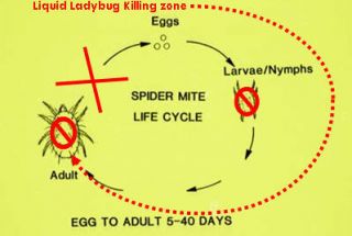 Spider Mites Life Cycle