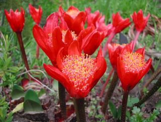 RARE Haemanthus Coccineus Stunning Paintbrush Lily