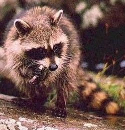 Live Humane Animal Traps Squirrel Raccoon Catch Raccoon