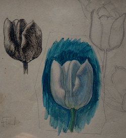 Ludvig Find Watercolor Sketch with Tulips Framed