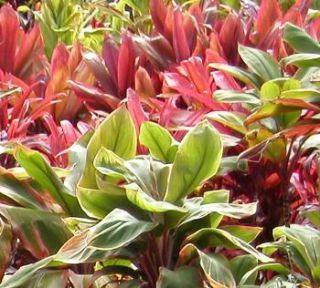 Hawaiian Red Green Lucky TI Plants Logs Tropical