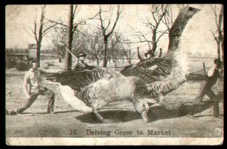 Vintage 1922 Driving Giant Geese to Market Postcard