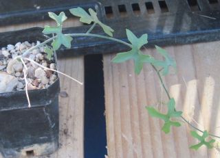 Tumamoca Macdougalii Arizona Cucurbit Fat Root Vine