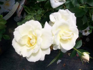  Pride White Rose 1 Gal Shrub Plants Plant Fragrant Disease