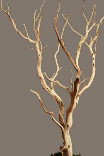 Sanded Manzanita Branches Natural 30 40
