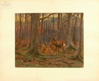 Rosa Bonheur c1905 11 RARE Antique Hand Colord Litho Deer in Forest