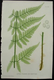 NATURE PRINTED BRITISH FERNS, BY THOMAS MOORE. 1859. NATURE PRINTED BY
