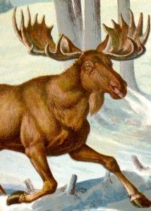 McLoughlins Chromolithograph Animals 1886 Moose