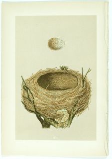 1875 Antique Morris Bird Nest Print 103 Blackbird