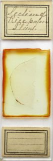 Antique Microscope Slide Section Rice Plant Amos Topping