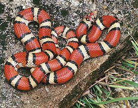 Milk snakes are often mistaken for coral snakes , whose venom is