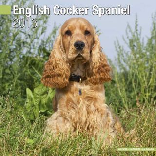 Kalender 2013 English Cocker Spaniel   ECS