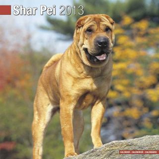 Kalender 2013 Shar Pei   chinesischer Faltenhund