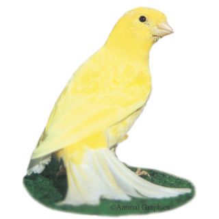 Yellow Canary   Bird   Live Pet