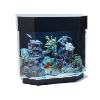 Medium Aquariums for Fish and Related Fish Accessories