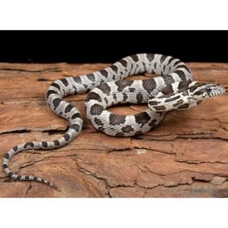 Live Pet Reptile Anerythristic/Black Corn Snake