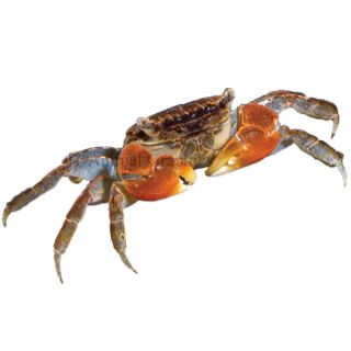 Red Clawed Crab   Fish   Live Pet