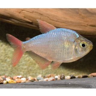 Aquarium Fish for Sale   Pet Fish of All Sizes