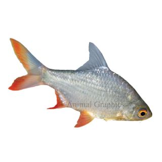 Red Tail Tinfoil Barb   Tropical Semi Aggressive   Fish