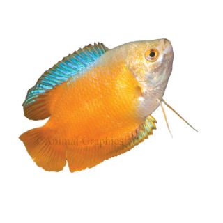 Dwarf Gourami   Fish   Live Pet