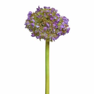 Allium, kugellauch, 70cm, lila,Kunstblumen,künstlich Blumen NEU