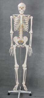 Skelett   Modell, lebensgross, Anatomie / Lehrmodell