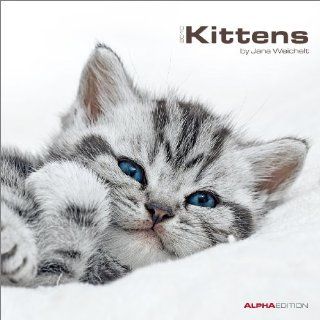 Katzenbabys Kalender 2010   Kittens by Jana Weichelt 2010 