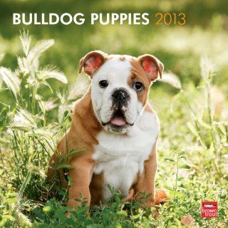 Bulldog Puppies 2013 Calendar Browntrout Publishers Inc